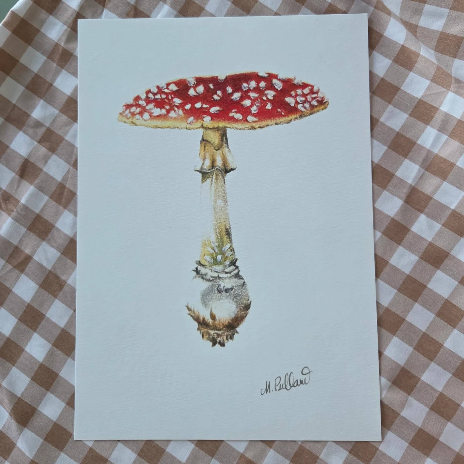 Illustration d'une amanite tue-mouches rouge à pois blancs sur feuille blanche posée sur nappe à carreaux.